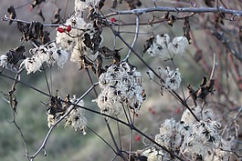 胡子,鐵線蓮,鮮花