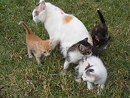 猫,小猫,年轻