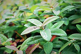 葉子,綠色,綠化