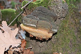 fomentarius,阿里紅,菌類