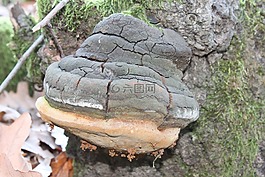 fomentarius,阿里紅,菌類