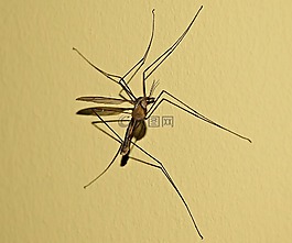 komarzyca,科馬爾,蚊子