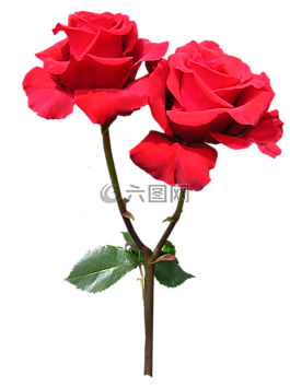 紅色,玫瑰,花