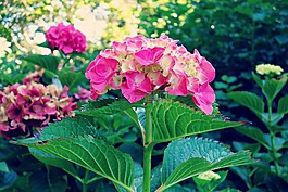 繡球,植物,花