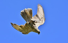 獵鷹,鷙鳥,野生動(dòng)物攝影