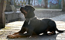 rotweiler,狗,雾