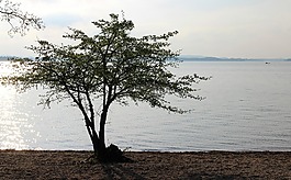 樹,布什,湖
