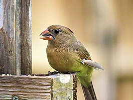 鳥(niǎo),關(guān)閉了,野生動(dòng)物