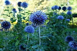 花,藍色,開花