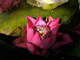 花,蓮花,綠