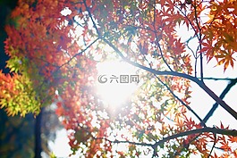 葉,樹,植物