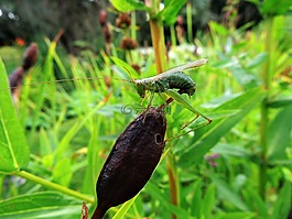 蚱蜢,昆蟲,性質(zhì)