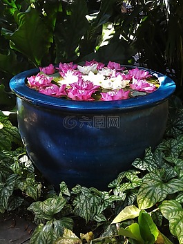 花,蓮花,綠