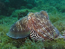 魷魚,八達通,水下