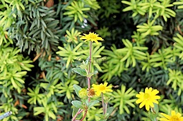花,開花,黃色