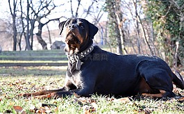 rotweiler,狗,动物
