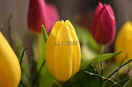 郁金香,鮮花,紅色