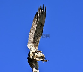 獵鷹,鷙鳥,野生動物攝影