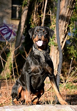 rotweiler,狗,坐