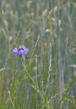 矢車菊,花,藍(lán)色
