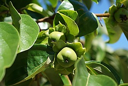蘋果,樹,綠色