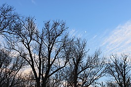 黑,烏鴉,秋天