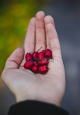 紅色,水果,手