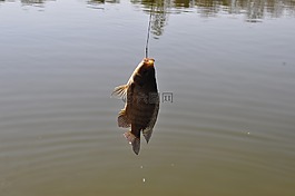 湖,魚(yú)-支付,漁船