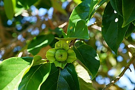 蘋(píng)果,樹(shù),綠色