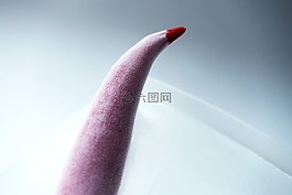 比薩餅,冰,紅色