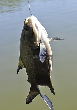 湖,魚(yú)-支付,漁船