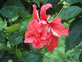 紅色,槿,花