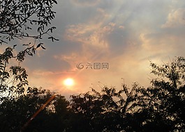 樹,云,太陽