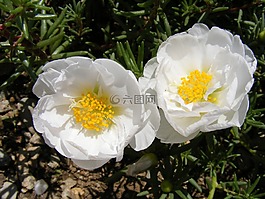 鮮花,花園,廣玉蘭