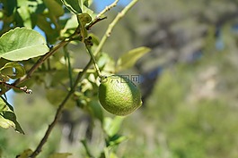 蘋果,樹,綠色