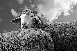 羊,查看,動物