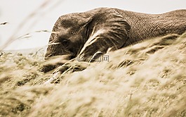 象,動物,野生動物
