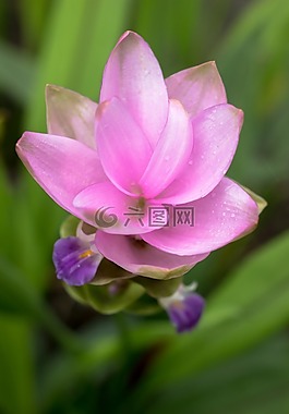 花,泰國,自然
