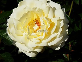 白玫瑰,在維多利亞植物園,不列顛哥倫比亞省
