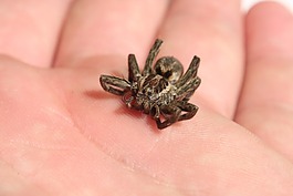 油然而生,蜘蛛,大