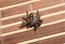 油然而生,蜘蛛,大