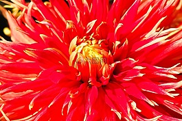 嬌琴紗,花,花園