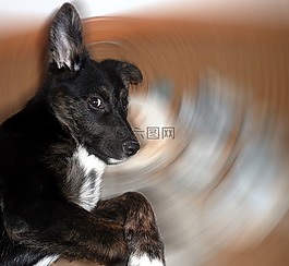 狗,年輕,狡猾的狐貍