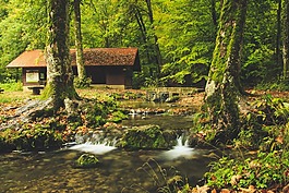 巴赫韭菜,森林小屋,日志