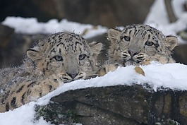 雪豹,動物園,豹