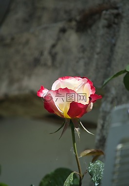 粉色,花,灌木