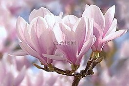 郁金香 玉蘭,玉蘭 x soulangiana,樹
