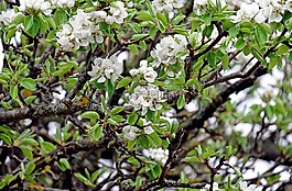 櫻花,開(kāi)花,白