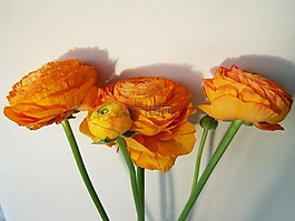 鮮花花束,橙,切花