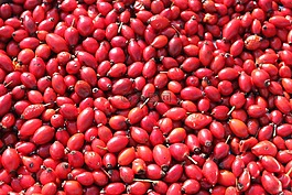 臀部,pomaceous,紅色